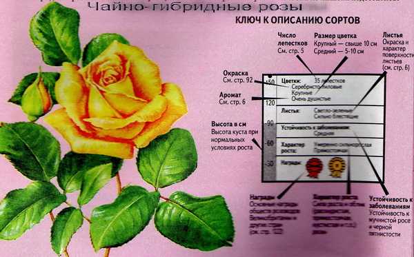 Изысканный и неповторимый аромат роз