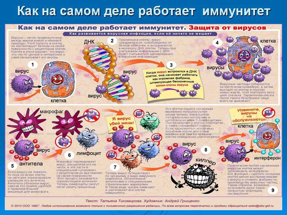 Факты об иммунитете