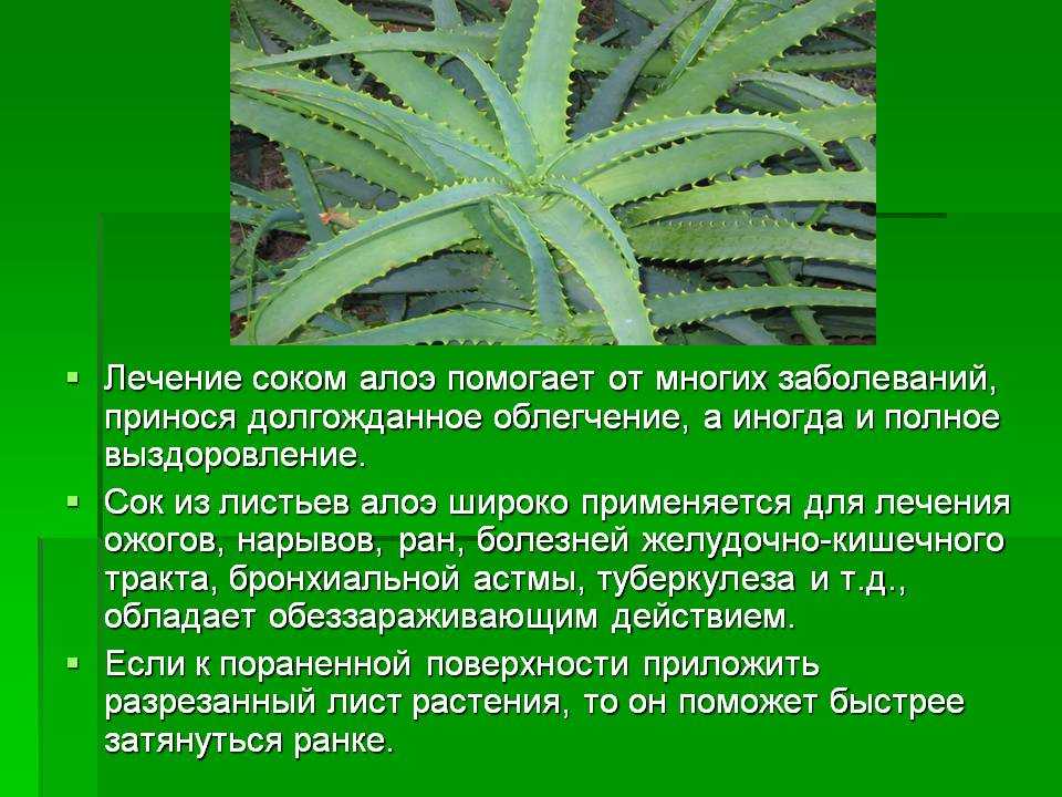 Растительный концентрат алоэ гербалайф. как правильно пить гербалайф чтобы похудеть кто пил алоэ от гербалайфа какой результат