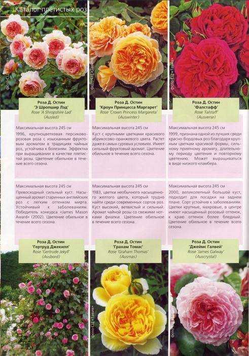 Загадочный аромат роз, типы и особенности | розоцвет