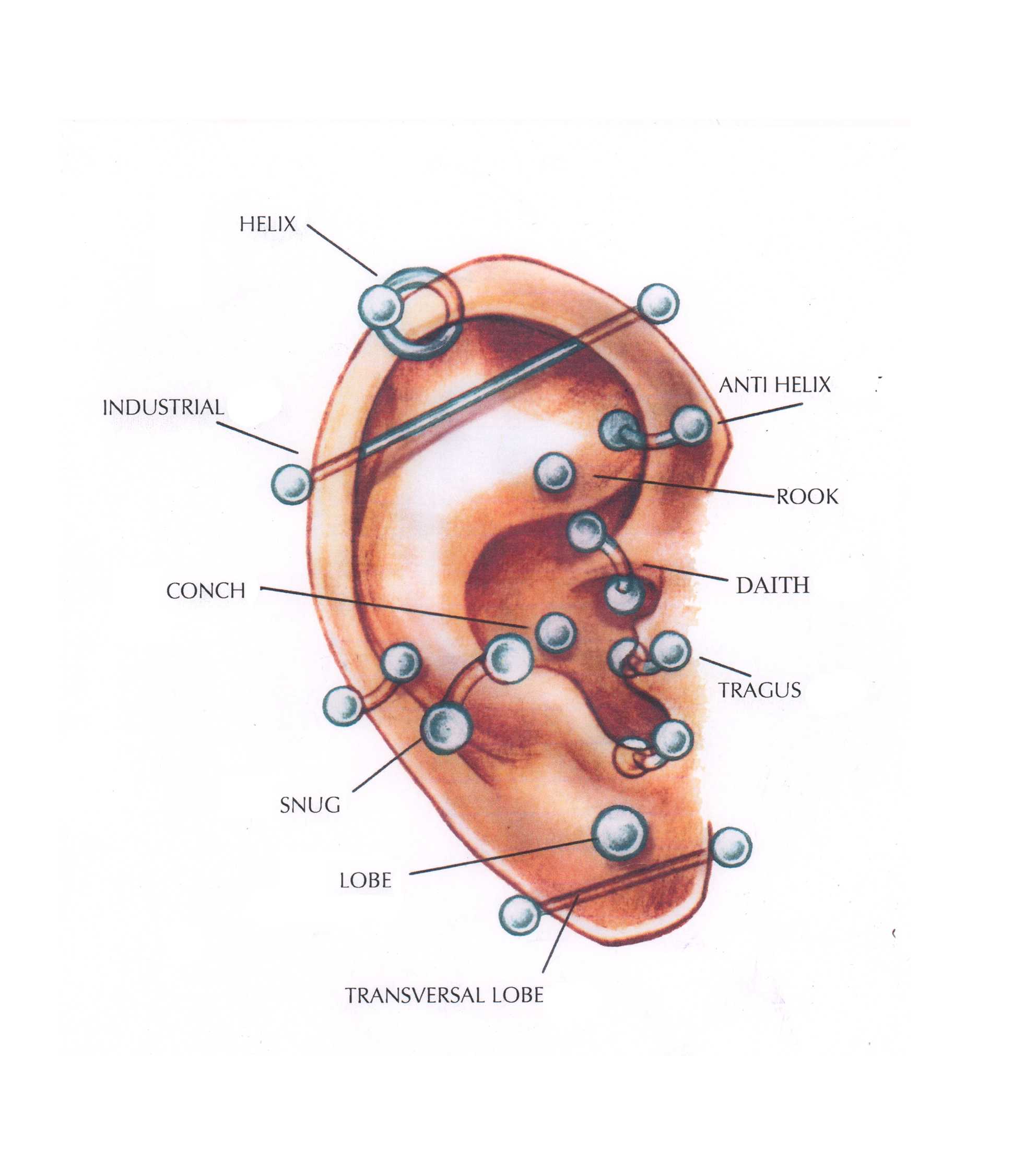 Сколько проколов в ушах можно. Прокол ушной раковины схема.