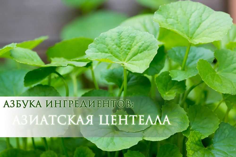 «новая волна»: фестиваль в сочи нагло игнорирует коронавирусные ограничения