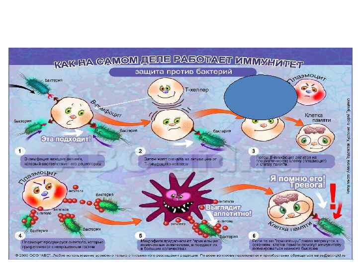 15 новых фактов об иммунитете