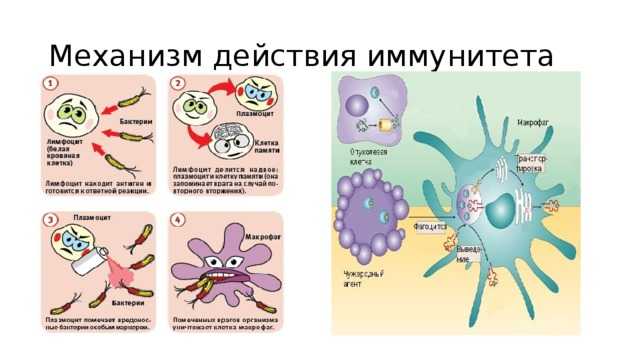 Интересные факты об иммунитете