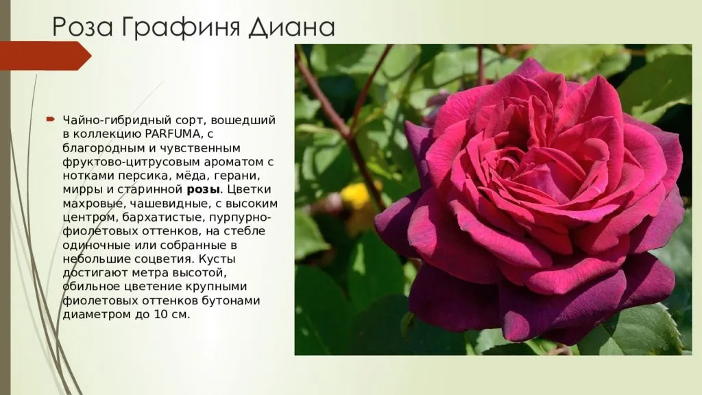 История розы
