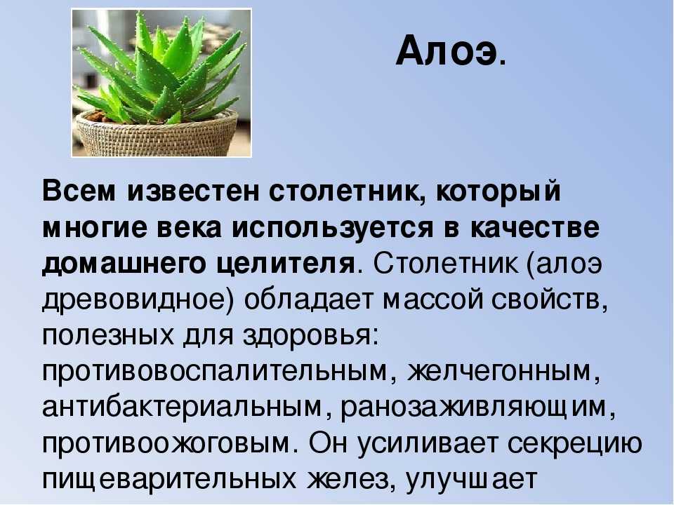 Растение алоэ вера (aloe vera). химический состав и лечебные свойства алоэ вера. польза алоэ вера