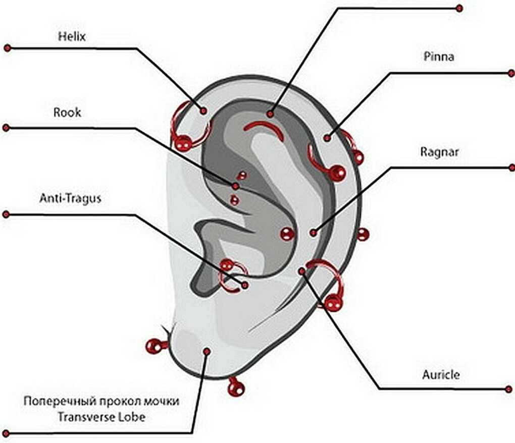Какое значение уха. Прокол ушной раковины схема. Мочка уха для прокола схема.
